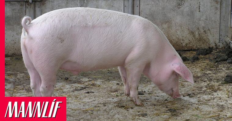 Fimm smágrísir drápust eftir innbrot hjá Stjörnugrís