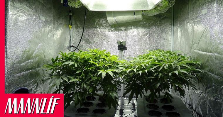 Karlmaður dæmdur fyrir 260 kannabisplöntur á Vestfjörðum